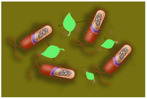 Aceites esenciales: Mecanismo de acción sobre bacterias patógenas - Image 3