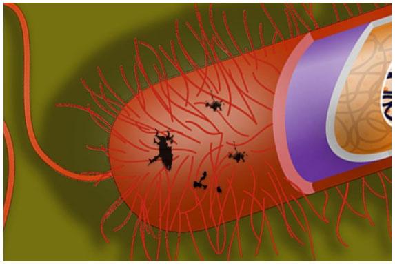 Aceites esenciales: Mecanismo de acción sobre bacterias patógenas - Image 4