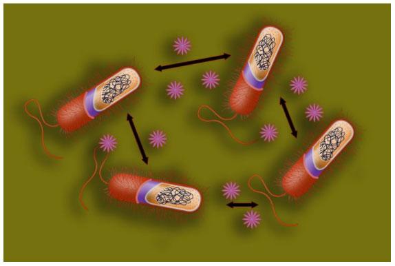 Aceites esenciales: Mecanismo de acción sobre bacterias patógenas - Image 2