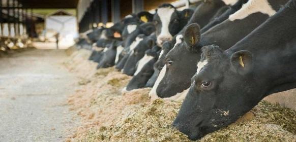 El uso de Runeon-ácido biliar para la prevención de hígado graso en vacas lecheras - Image 4