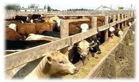 Micotoxinas y Micotoxicosis en ganado de carne en corral (Feedlot) - Image 2