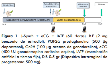 UTILIZACIÓN DE UN PROTOCOLO CON PROESTRO PROLONGADO CON Y SIN ECG EN VACAS LECHERAS HOLSTEIN EN LA AMAZONÍA ECUATORIANA - Image 1