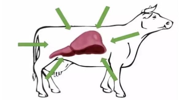 La importancia del ácido biliar en la salud del hígado en las vacas lecheras durante el período perinatal - Image 2