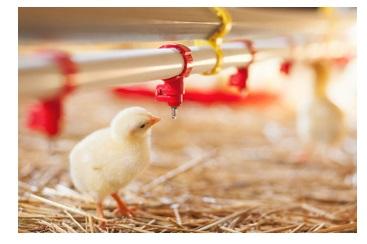 El papel de los ácidos biliares en la solución del estrés por calor en pollos de engorde - Image 1