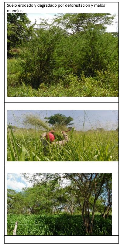Rescate de la producción ganadera original, Biodiversa, y Silvopastoril de América tropical. - Image 7