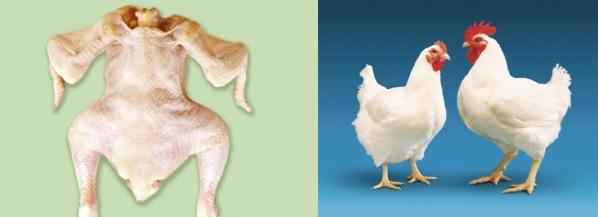 Los ácidos biliares mejoran el rendimiento en el sacrificio de pollos de engorde - Image 1