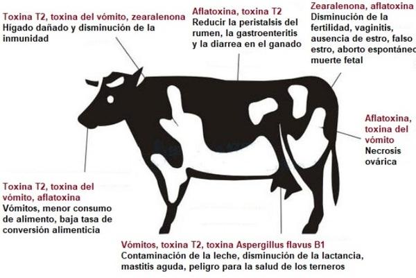 Soluciones para micotoxinas en vacas lecheras - Image 1