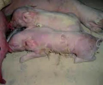 Atención del parto, un punto clave en la producción porcina.. - Image 3