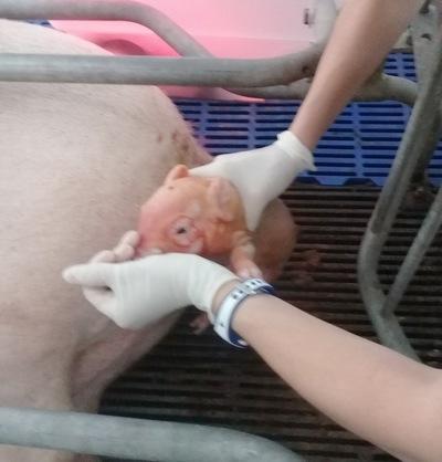 Atención del parto, un punto clave en la producción porcina.. - Image 2
