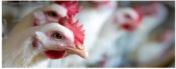 La principal razón de la mortalidad de las gallinas ponedoras y sus soluciones - Image 1