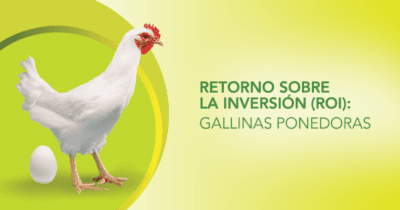 Probióticos en gallinas ponedoras: ¿cómo calcular el retorno sobre la inversión? - Image 1
