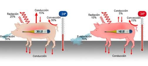 El impacto del estrés calórico en la performance y salud de los cerdos - Image 4