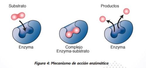 Conceptos básicos de las micotoxicosis y sus mecanismos de control - Image 10