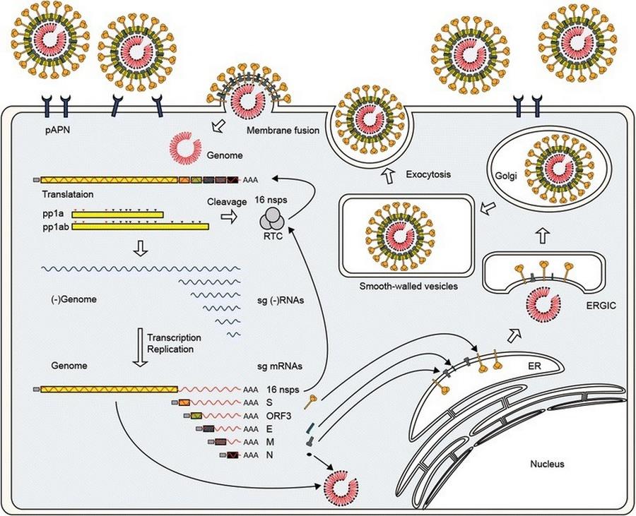 Estudios de casos de Diarrea Endemica Porcina (PED) por coranovirus y su solución con el uso de la ivermectina - Image 2