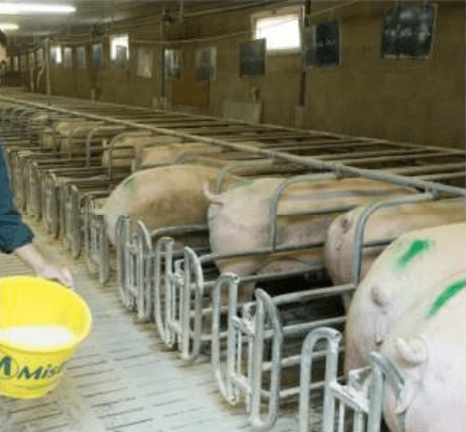 Beneficios asociados al uso de “polvos secantes” en granjas porcinas - Image 5