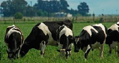 ¿Es posible utilizar grano de girasol entero como suplemento para vacas lecheras a inicio de lactancia? - Image 1