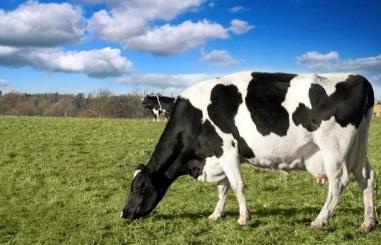 Debe conocer las medidas para hacer frente al estrés por calor de las vacas - Image 1