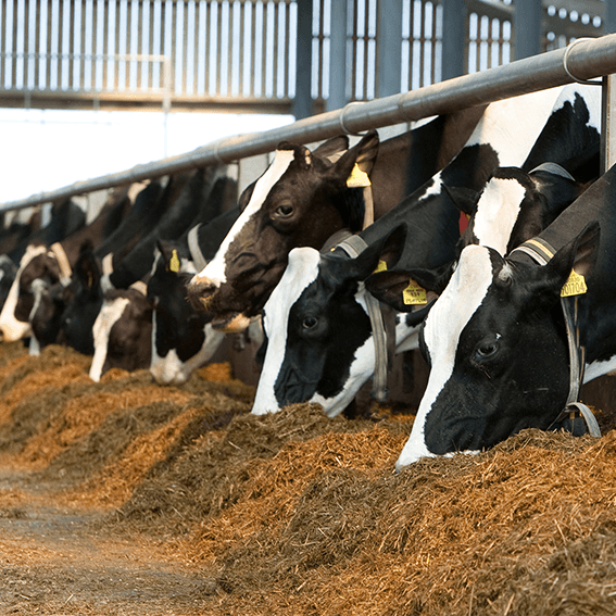 Añadiendo aroma a un pienso para vacas de leche - Caso comercial - Image 1