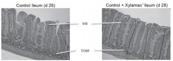 Los efectos de la xilanasa en la salud intestinal de las aves de corral - Image 1