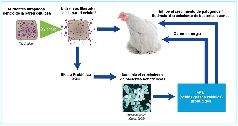 Los efectos de la xilanasa en la salud intestinal de las aves de corral - Image 1