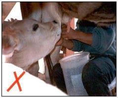 Manual de manejo y alimentación de vacunos - Parte I: Recría de animales de reemplazo en sistemas intensivos - Image 6