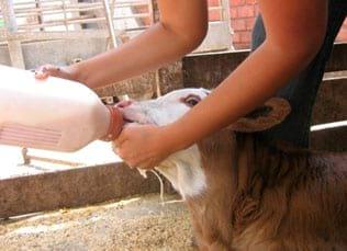 Manual de manejo y alimentación de vacunos - Parte I: Recría de animales de reemplazo en sistemas intensivos - Image 10