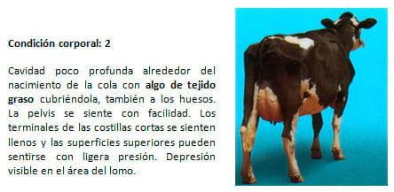 Manual de manejo y de alimentación de vacunos II: Manejo y Alimentación de vacas productoras de leche en sistemas intensivos - Image 11