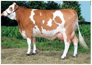 Manual de manejo y de alimentación de vacunos II: Manejo y Alimentación de vacas productoras de leche en sistemas intensivos - Image 5