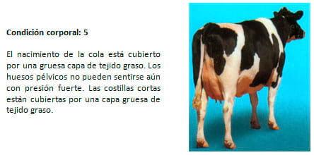 Manual de manejo y de alimentación de vacunos II: Manejo y Alimentación de vacas productoras de leche en sistemas intensivos - Image 14