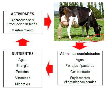 Manual de manejo y de alimentación de vacunos II: Manejo y Alimentación de vacas productoras de leche en sistemas intensivos - Image 1