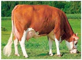Manual de manejo y de alimentación de vacunos II: Manejo y Alimentación de vacas productoras de leche en sistemas intensivos - Image 3