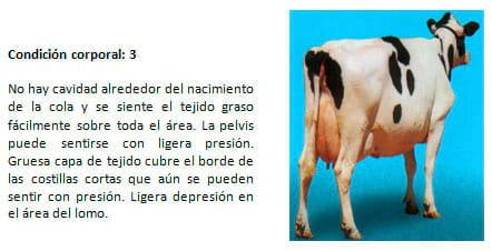 Manual de manejo y de alimentación de vacunos II: Manejo y Alimentación de vacas productoras de leche en sistemas intensivos - Image 12