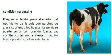 Manual de manejo y de alimentación de vacunos II: Manejo y Alimentación de vacas productoras de leche en sistemas intensivos - Image 13