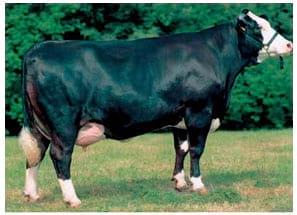 Manual de manejo y de alimentación de vacunos II: Manejo y Alimentación de vacas productoras de leche en sistemas intensivos - Image 6