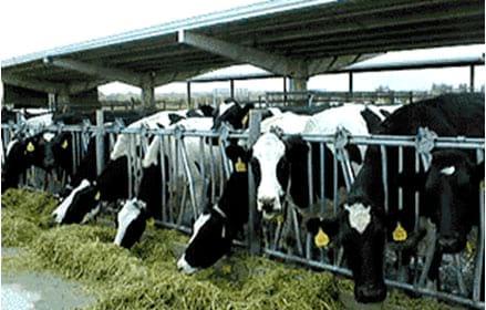 Manual de manejo y de alimentación de vacunos II: Manejo y Alimentación de vacas productoras de leche en sistemas intensivos - Image 23