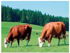 Manual de manejo y de alimentación de vacunos II: Manejo y Alimentación de vacas productoras de leche en sistemas intensivos - Image 4