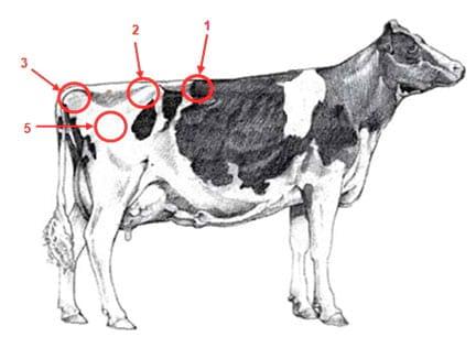 Manual de manejo y de alimentación de vacunos II: Manejo y Alimentación de vacas productoras de leche en sistemas intensivos - Image 9