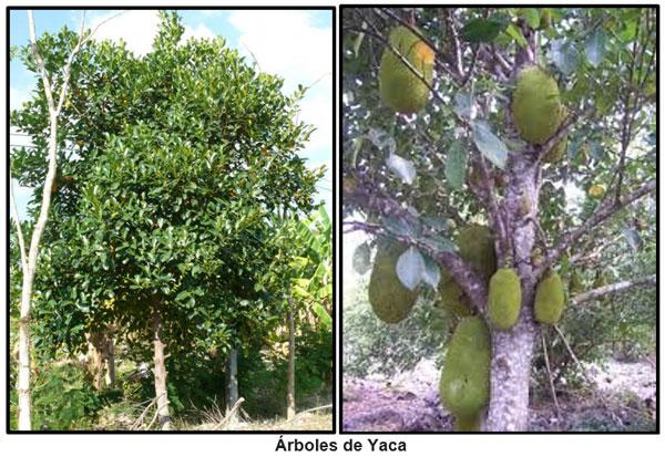 EL ARB0L DE YACA (Artocarpus heterophyllus), UNA ESPECIE DE USOS MÚLTIPLES PARA EL TROPICO CENTROAMERICANO - Image 1