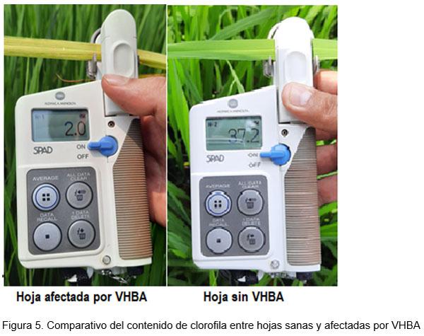 Perdidas en rendimiento causadas por el virus de la hoja blanca (VHBA) en el cultivo del arroz en el Departamento Norte de Santander, Colombia - Image 6