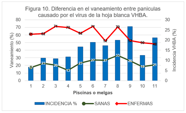 Perdidas en rendimiento causadas por el virus de la hoja blanca (VHBA) en el cultivo del arroz en el Departamento Norte de Santander, Colombia - Image 11