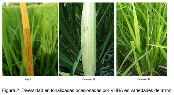 Perdidas en rendimiento causadas por el virus de la hoja blanca (VHBA) en el cultivo del arroz en el Departamento Norte de Santander, Colombia - Image 3