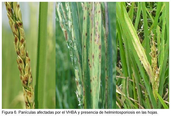 Perdidas en rendimiento causadas por el virus de la hoja blanca (VHBA) en el cultivo del arroz en el Departamento Norte de Santander, Colombia - Image 7