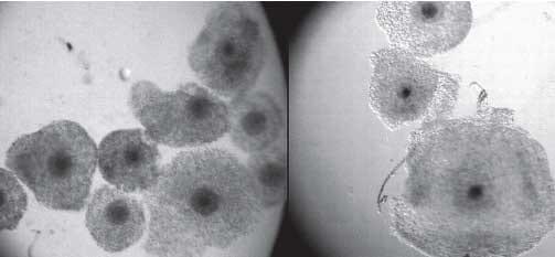 Efecto de los suplementos fluido folicular y suero fetal bovino sobre la maduración in vitro de oocitos equinos - Image 6