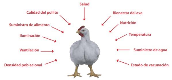 Los requerimientos nutricionales de las aves dependen de varios factores - Image 2