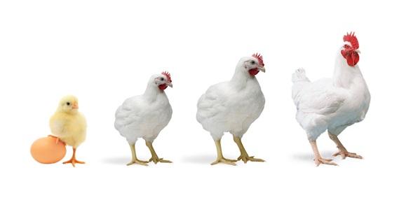 ¿Por qué los ácidos biliares pueden aumentar el peso de los pollos de engorde en 320 g en 34 días? - Image 1