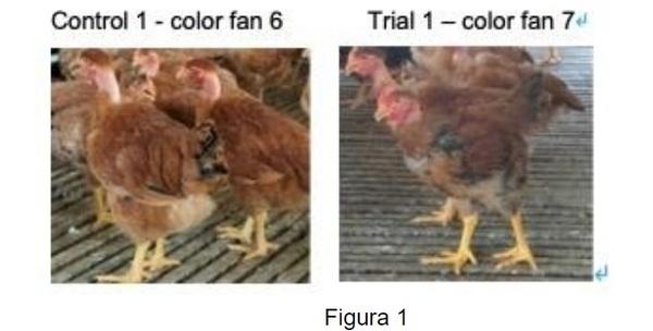 Cómo reducir el costo de la cría de pollos de engorde en la situación epidémica actual - Image 5