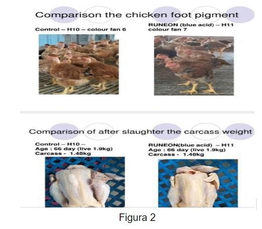 Cómo reducir el costo de la cría de pollos de engorde en la situación epidémica actual - Image 6