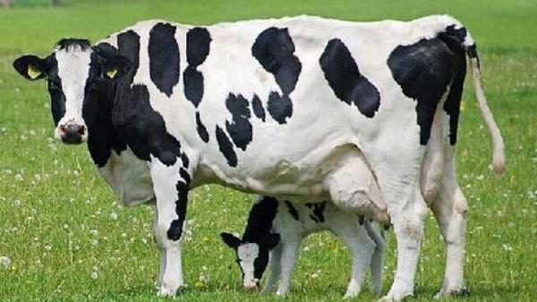 Cómo los ácidos biliares mejoran la salud de las vacas lecheras - Image 1