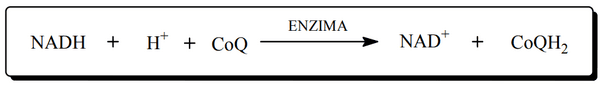 Bases biológicas de las enzimas - Image 1