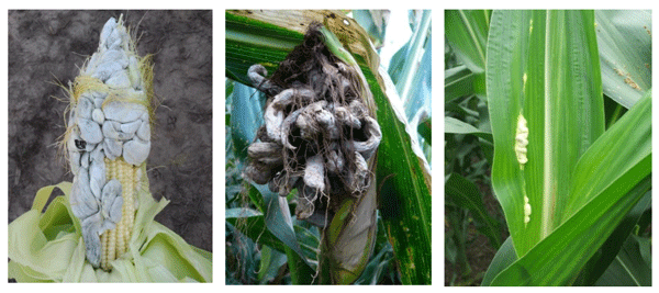 Imagen 6. Síntomas de soros con masas carbonosas en espiga y en hojas afectadas por Ustilago maydis. Fotos: De Rossi, 2021. Córdoba. 